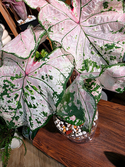 Caladium pink splash 粉色飛濺彩葉芋