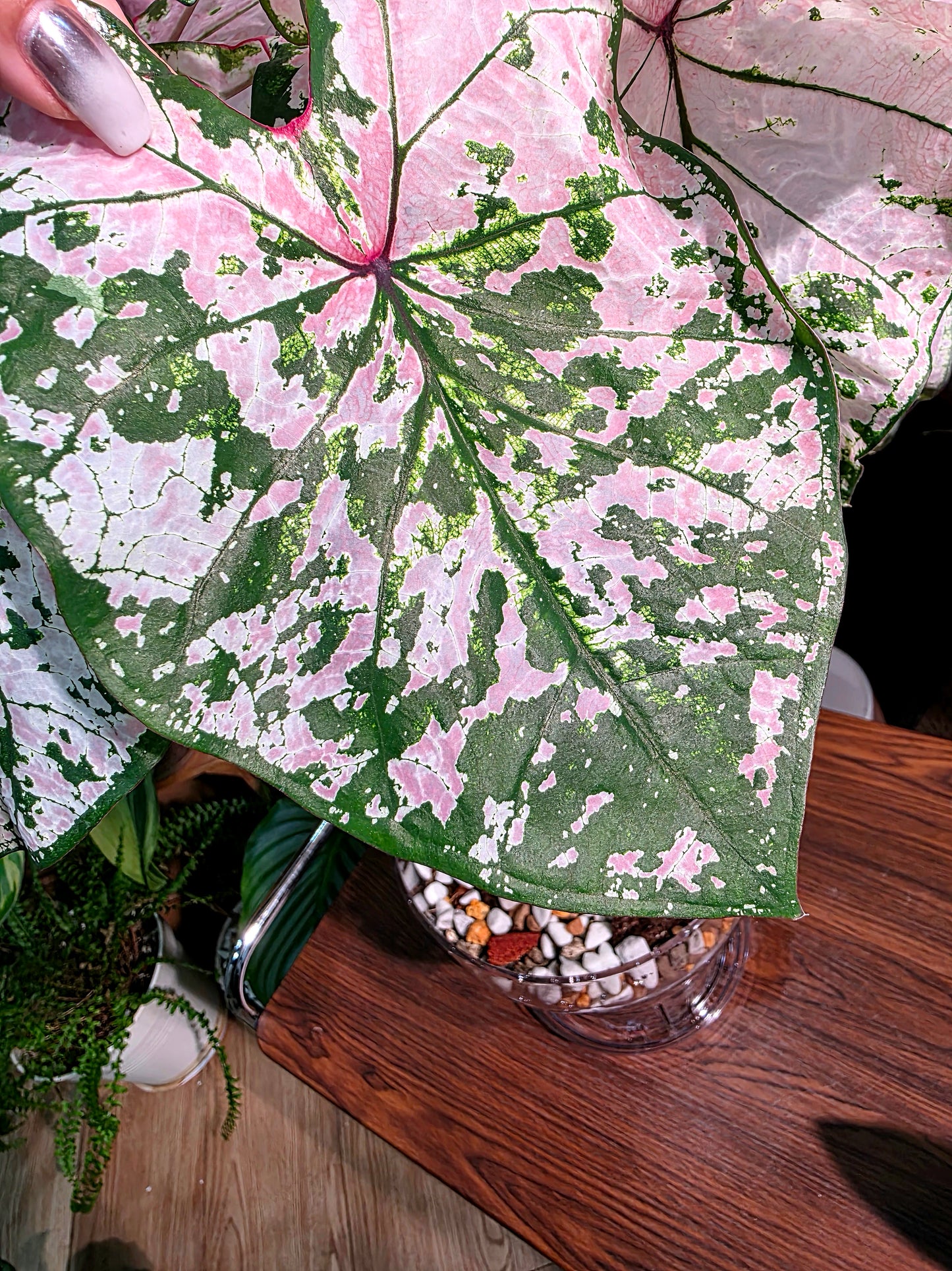 Caladium pink splash 粉色飛濺彩葉芋