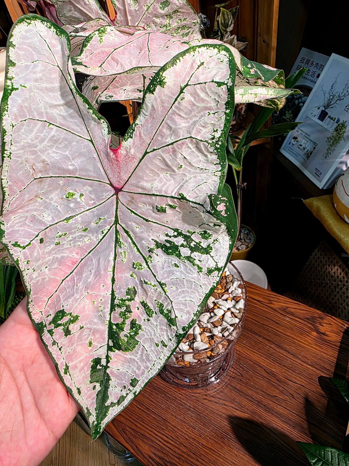 Caladium pink splash 粉色飛濺彩葉芋