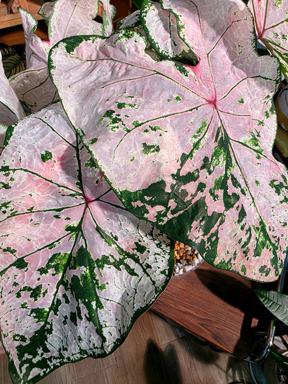 Caladium pink splash 粉色飛濺彩葉芋