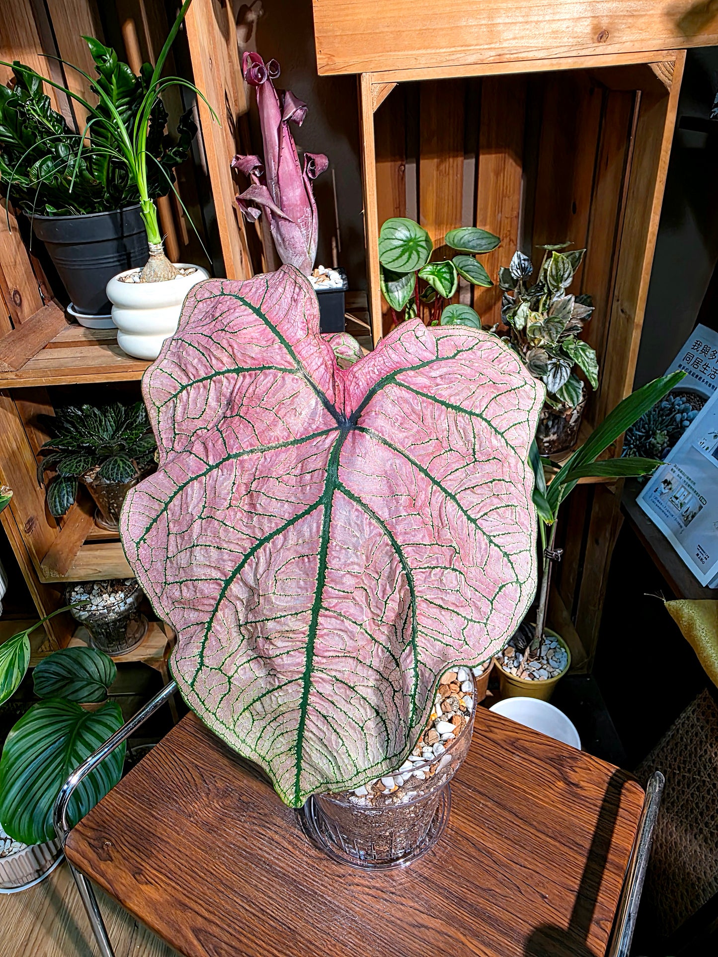 Caladium spring fling 春萌彩葉芋
