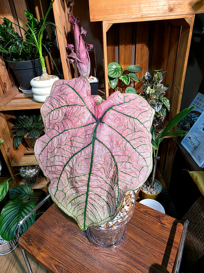 Caladium spring fling 春萌彩葉芋