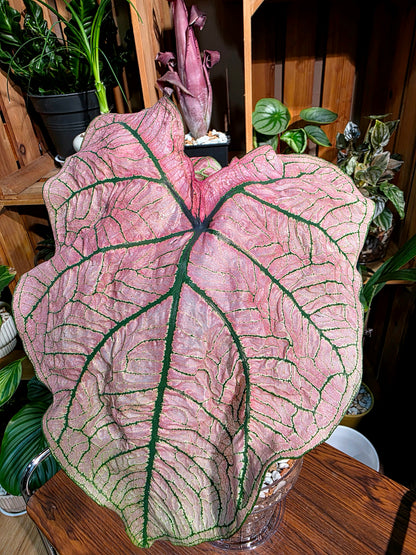 Caladium spring fling 春萌彩葉芋