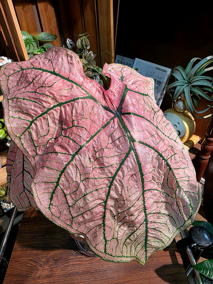 Caladium spring fling 春萌彩葉芋