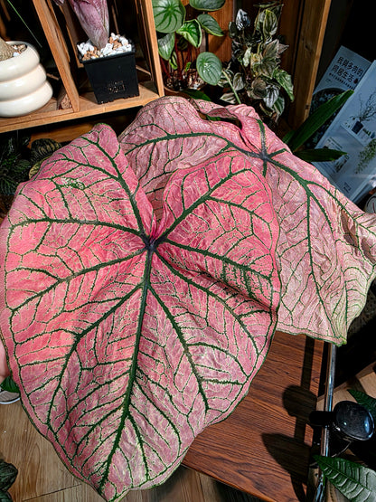 Caladium spring fling 春萌彩葉芋