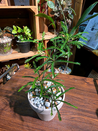 Phyllanthus hainanensis merr 海南葉下珠