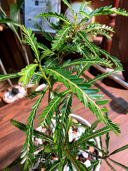 Phyllanthus hainanensis merr 海南葉下珠