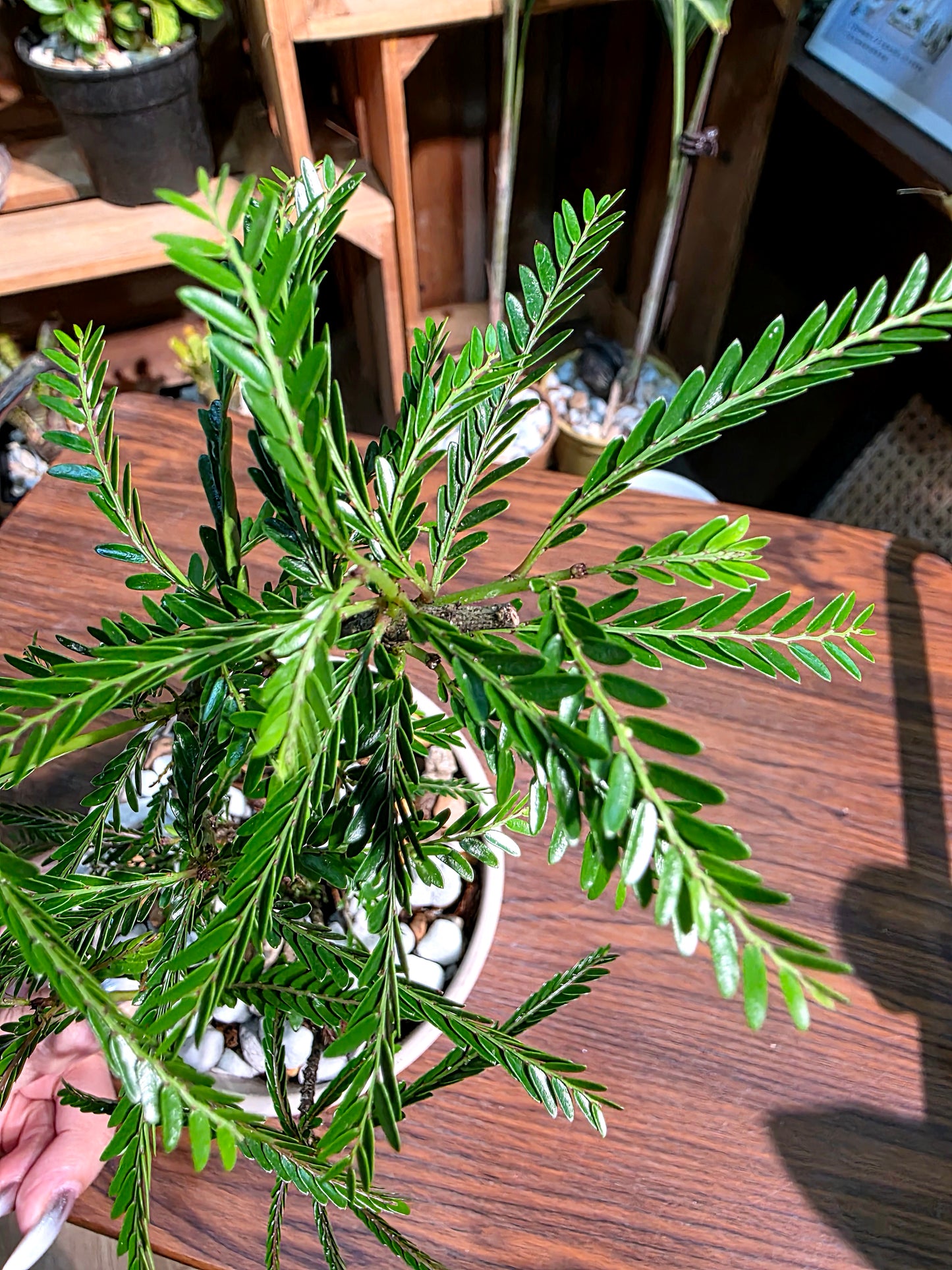 Phyllanthus hainanensis merr 海南葉下珠