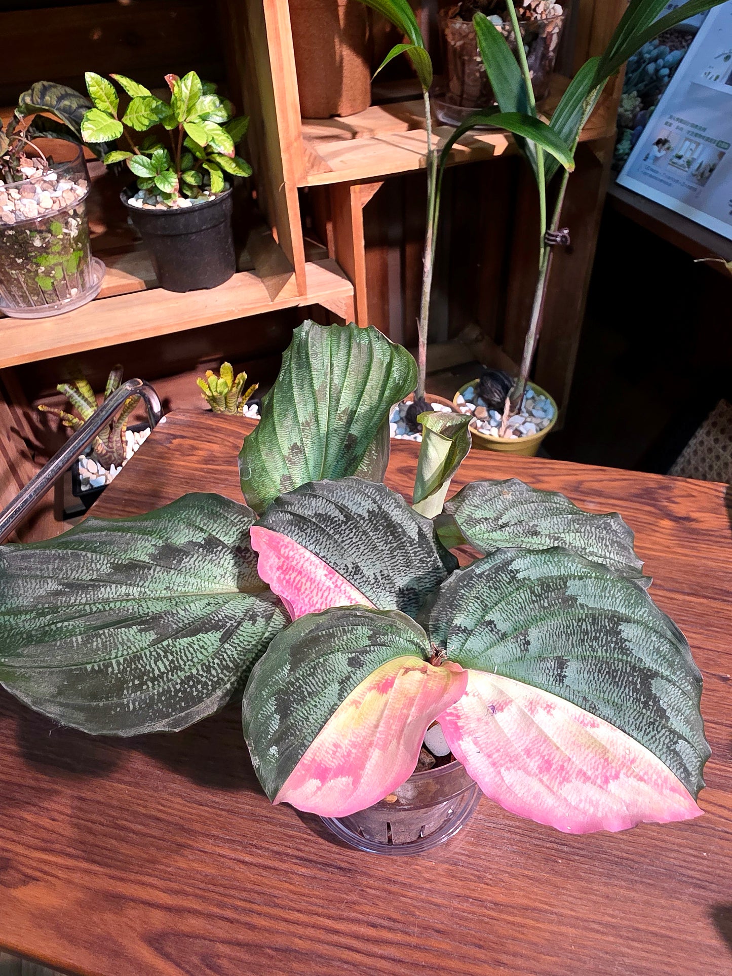 Kaempferia pulchra variegated 粉錦孔雀姜