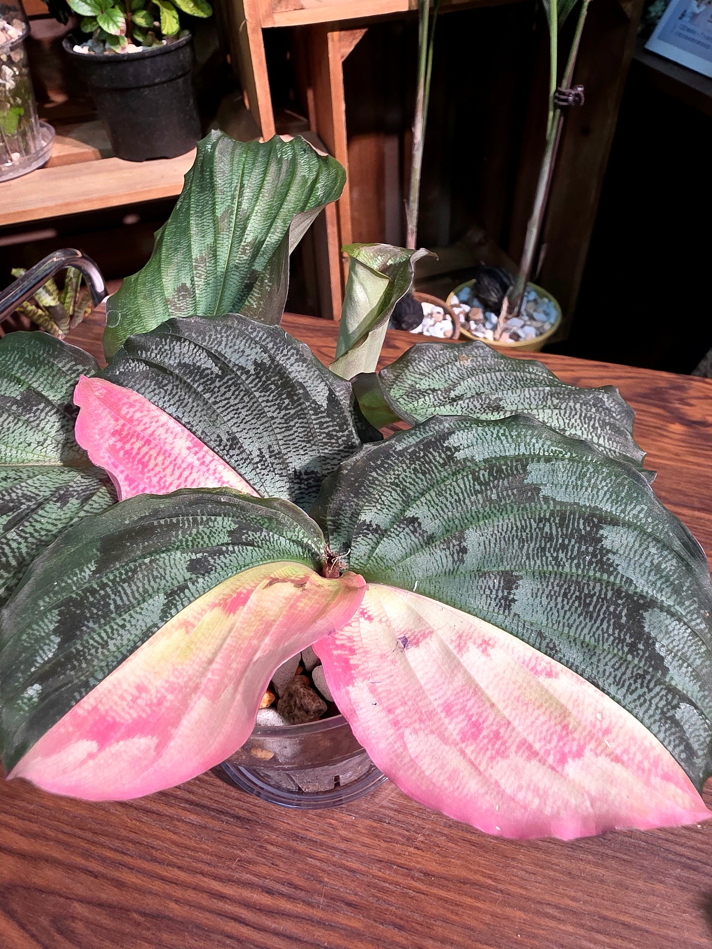 Kaempferia pulchra variegated 粉錦孔雀姜