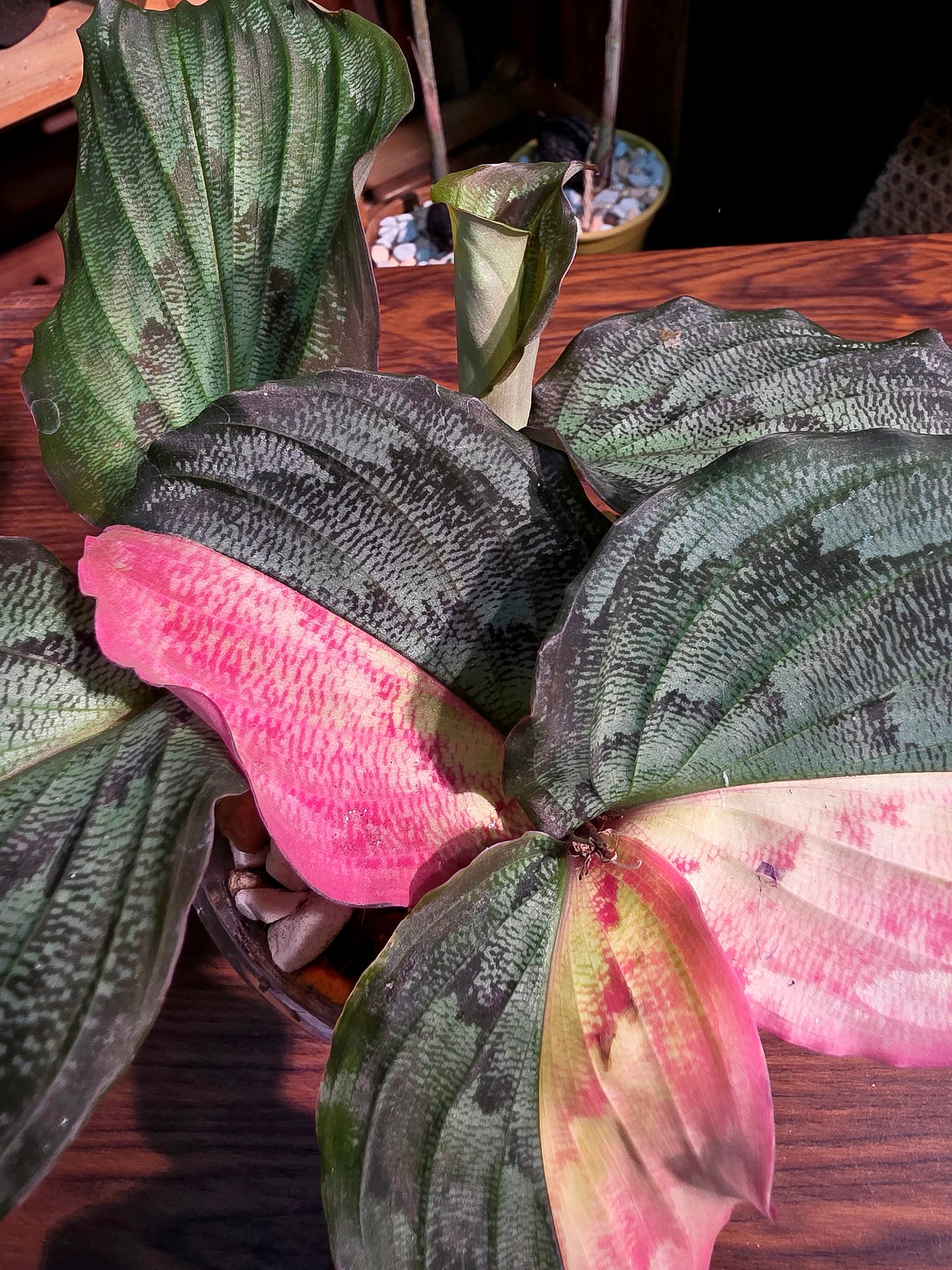 Kaempferia pulchra variegated 粉錦孔雀姜