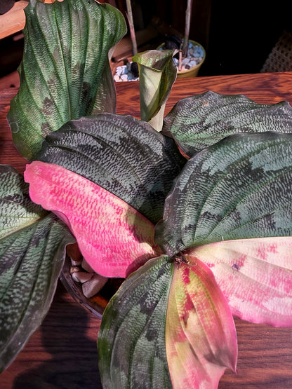 Kaempferia pulchra variegated 粉錦孔雀姜