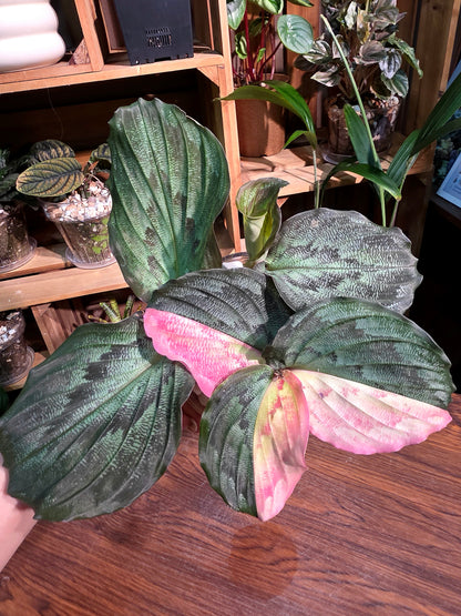 Kaempferia pulchra variegated 粉錦孔雀姜