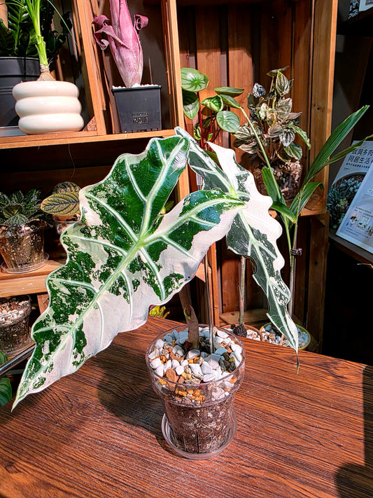 Alocasia amazonica pink variegated 粉斑大仙女海芋