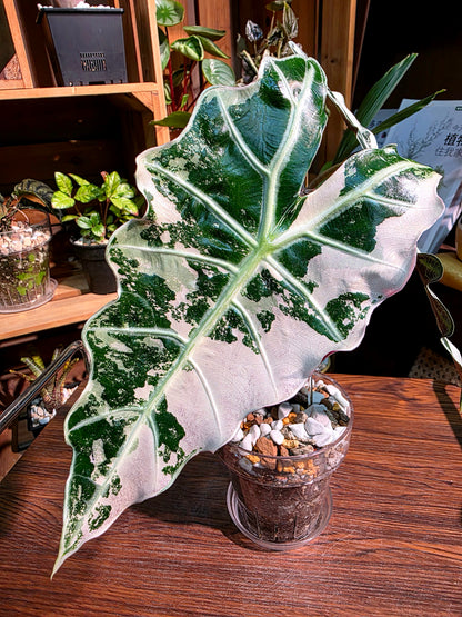 Alocasia amazonica pink variegated 粉斑大仙女海芋