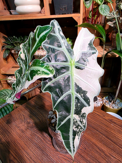 Alocasia amazonica pink variegated 粉斑大仙女海芋