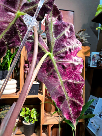 Alocasia amazonica pink variegated 粉斑大仙女海芋