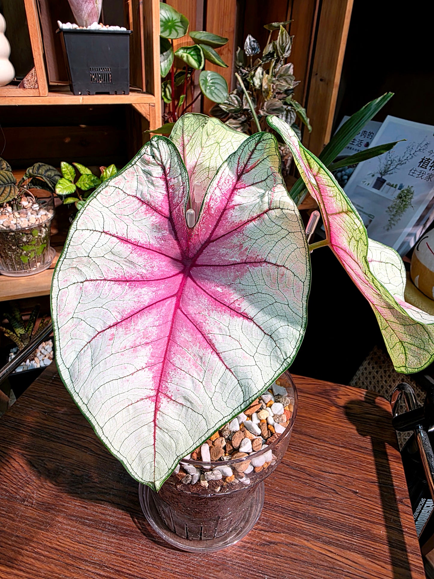 Caladium Fantasy 幻想曲彩葉芋