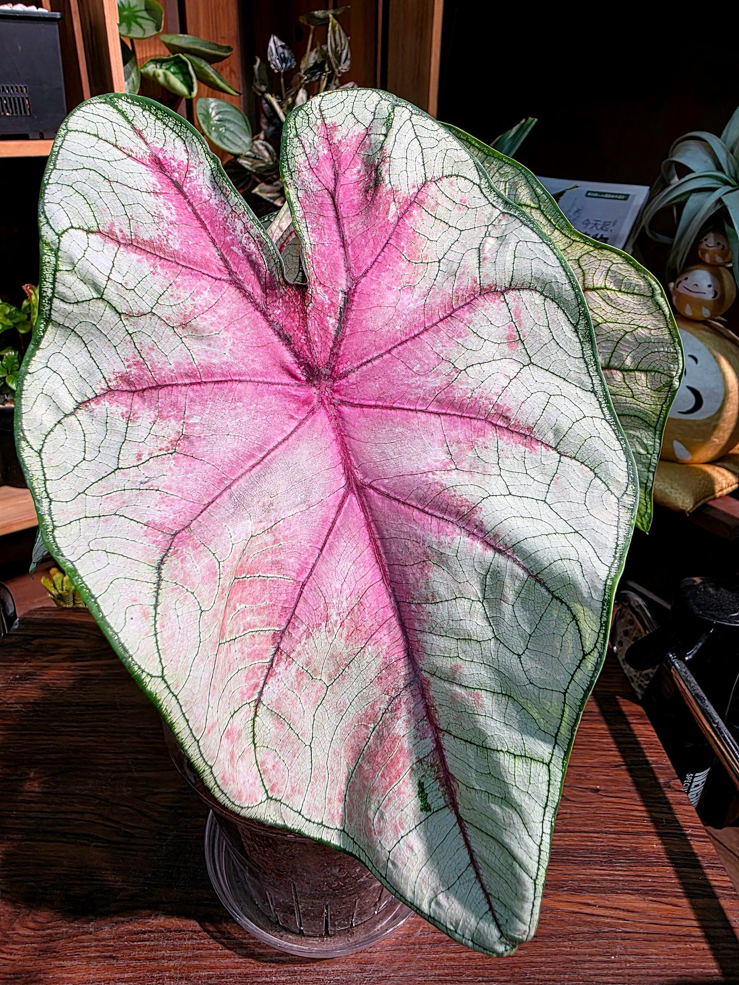 Caladium Fantasy 幻想曲彩葉芋
