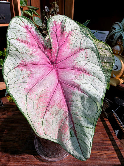 Caladium Fantasy 幻想曲彩葉芋
