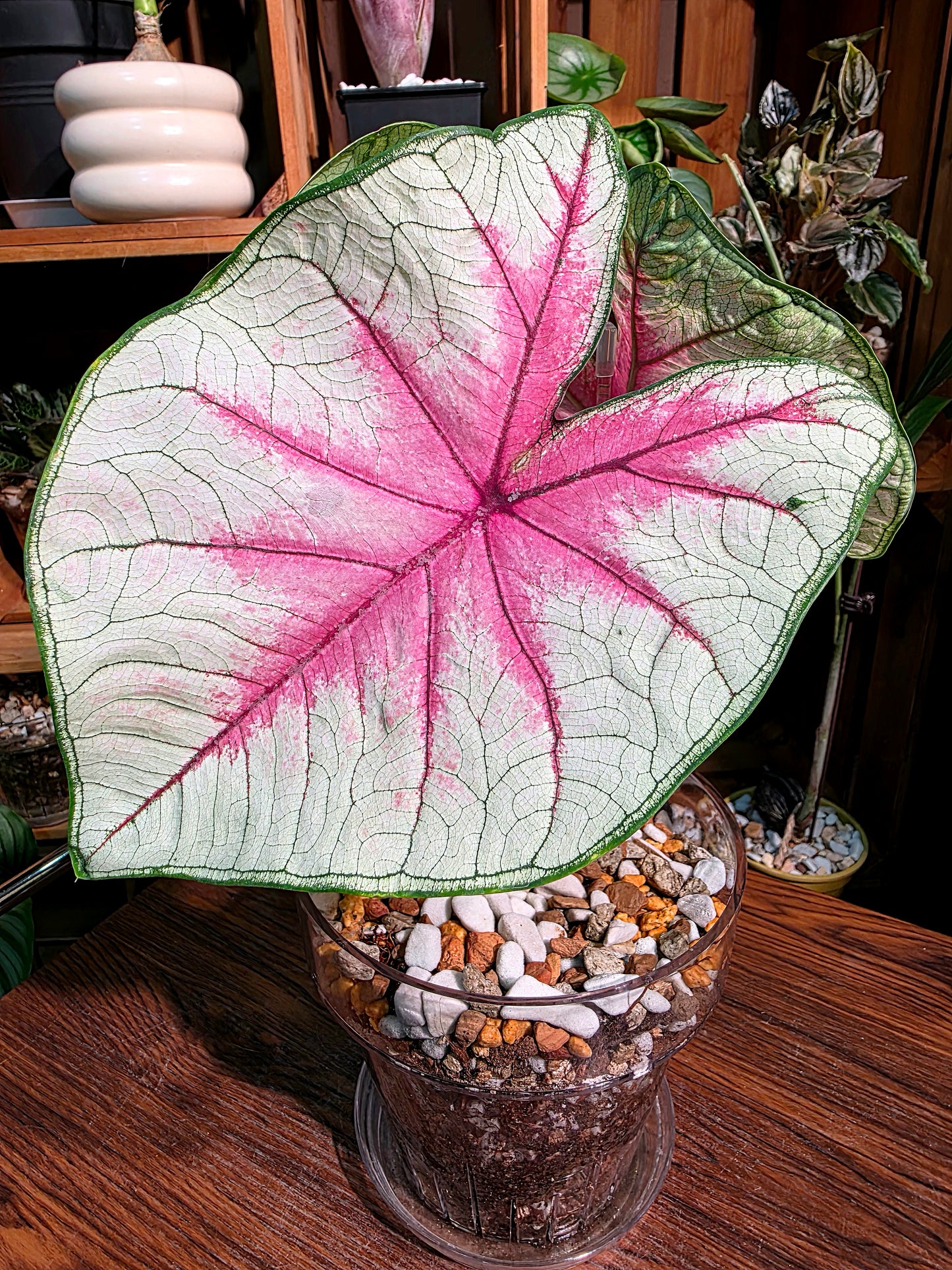 Caladium Fantasy 幻想曲彩葉芋