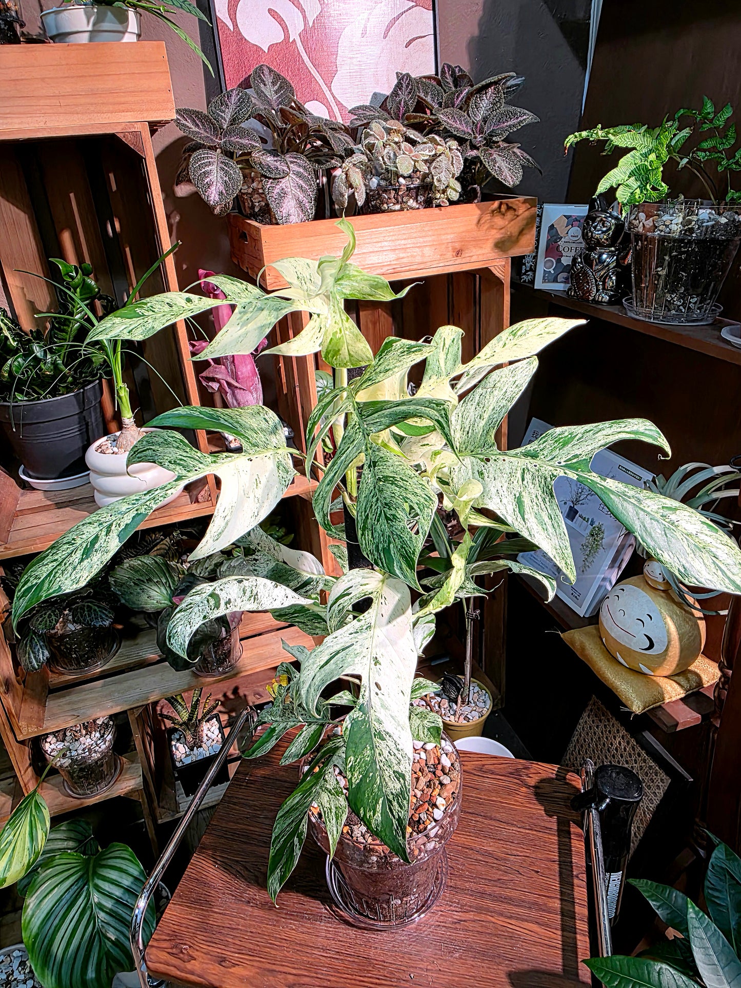 Epipremnum pinnatum variegated mint 薄荷麒麟尾