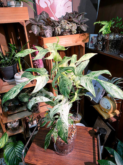 Epipremnum pinnatum variegated mint 薄荷麒麟尾
