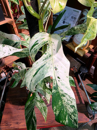 Epipremnum pinnatum variegated mint 薄荷麒麟尾