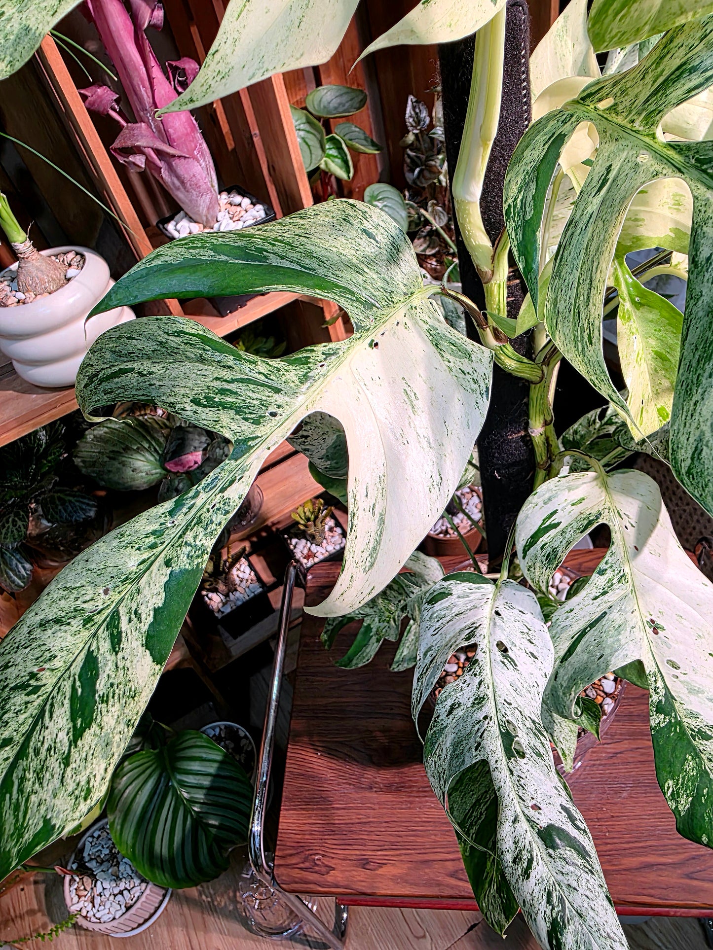 Epipremnum pinnatum variegated mint 薄荷麒麟尾