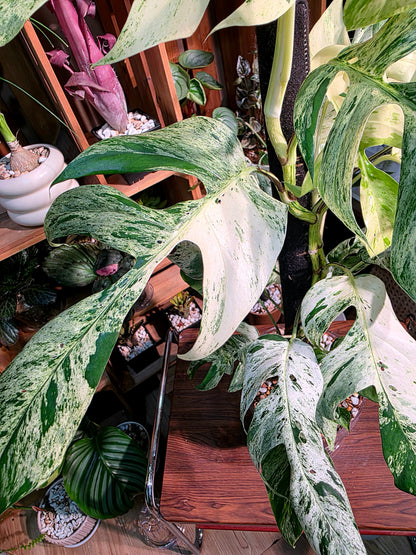 Epipremnum pinnatum variegated mint 薄荷麒麟尾