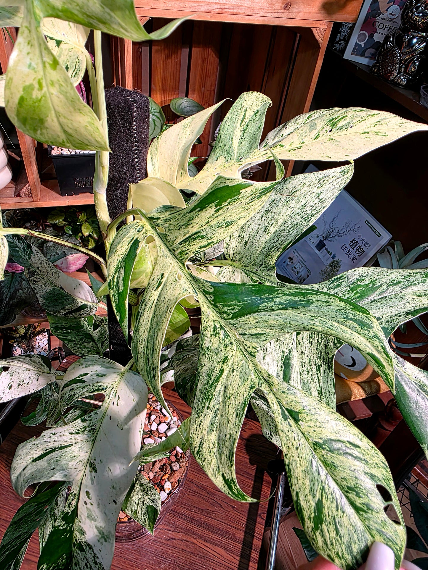 Epipremnum pinnatum variegated mint 薄荷麒麟尾