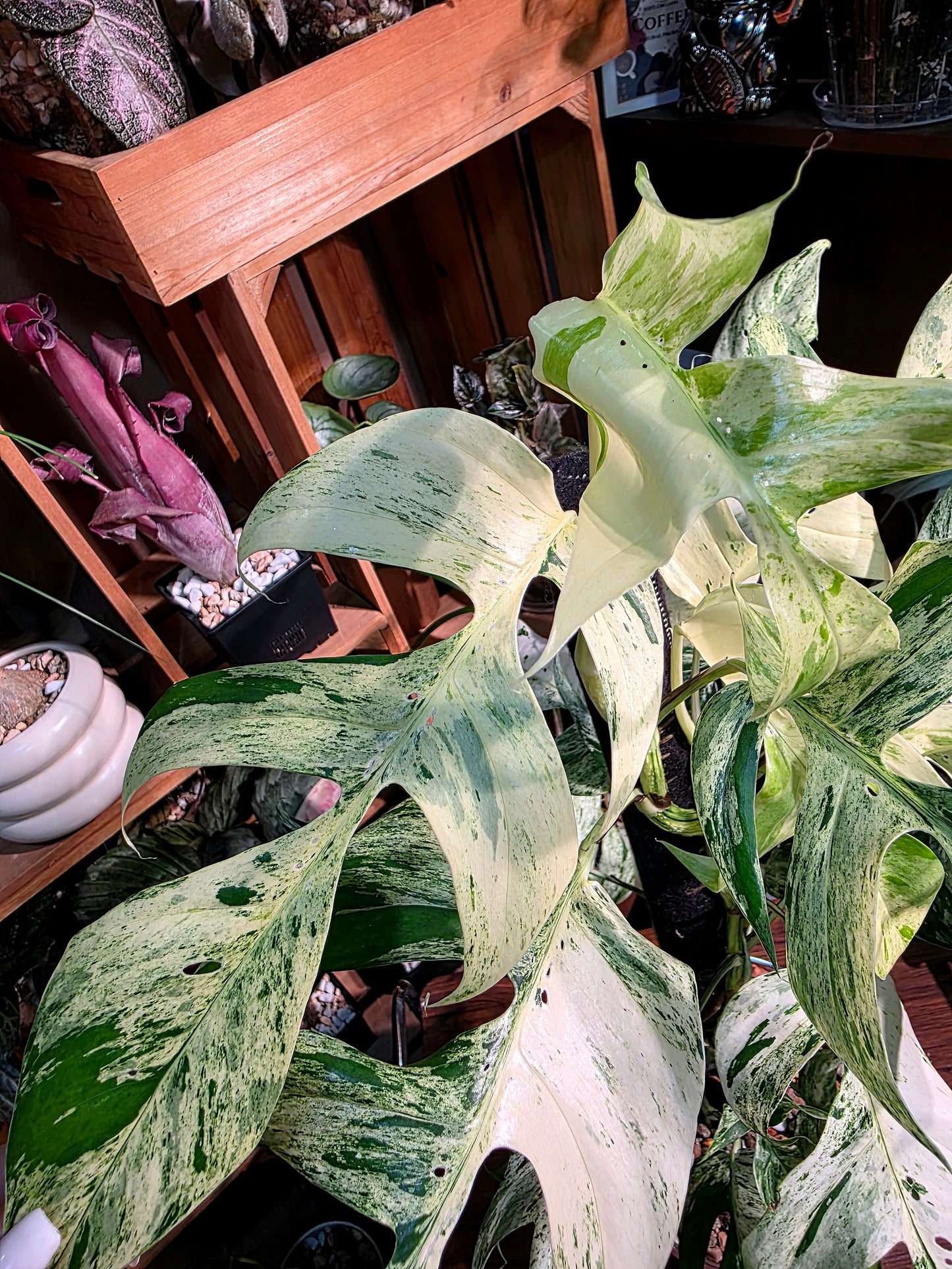 Epipremnum pinnatum variegated mint 薄荷麒麟尾