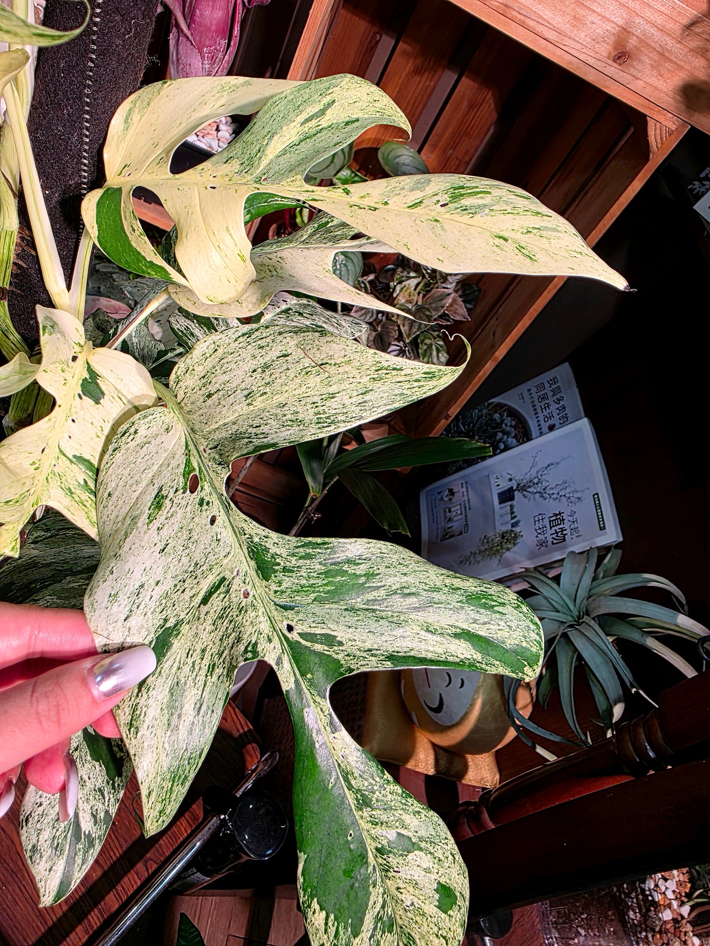 Epipremnum pinnatum variegated mint 薄荷麒麟尾