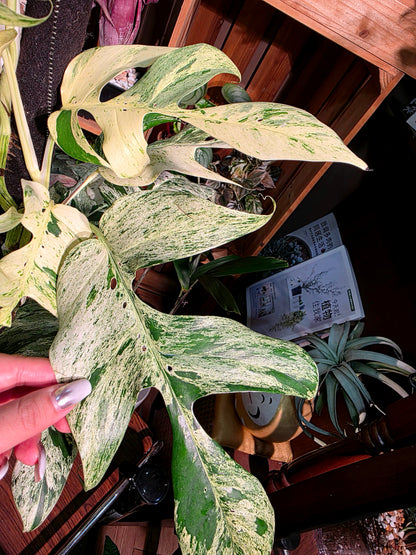 Epipremnum pinnatum variegated mint 薄荷麒麟尾
