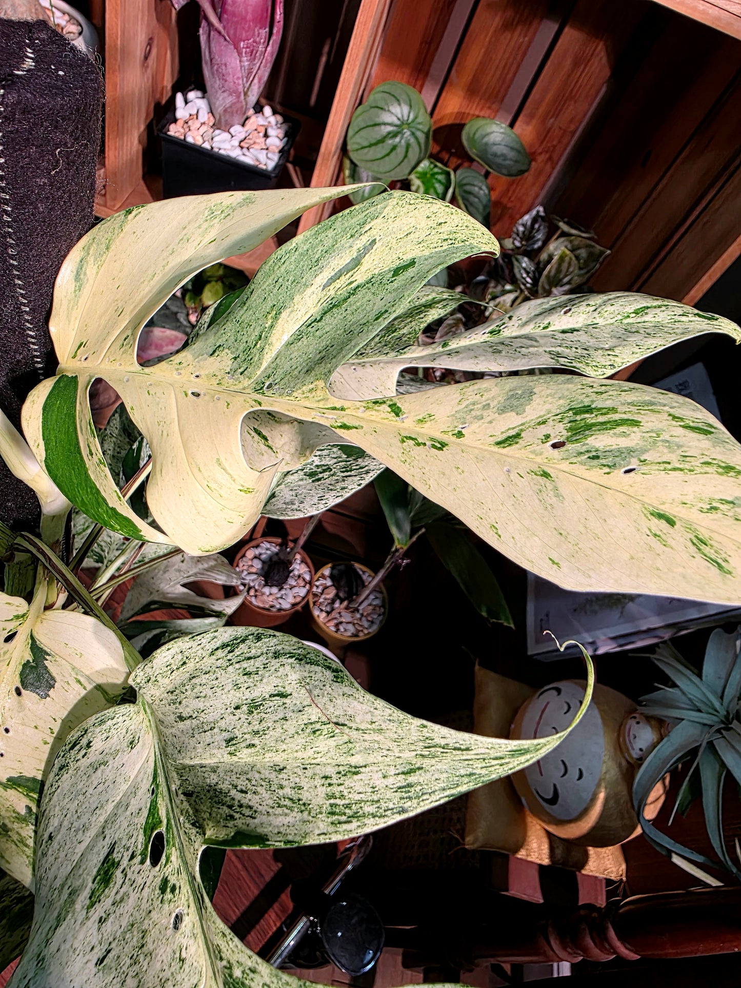 Epipremnum pinnatum variegated mint 薄荷麒麟尾