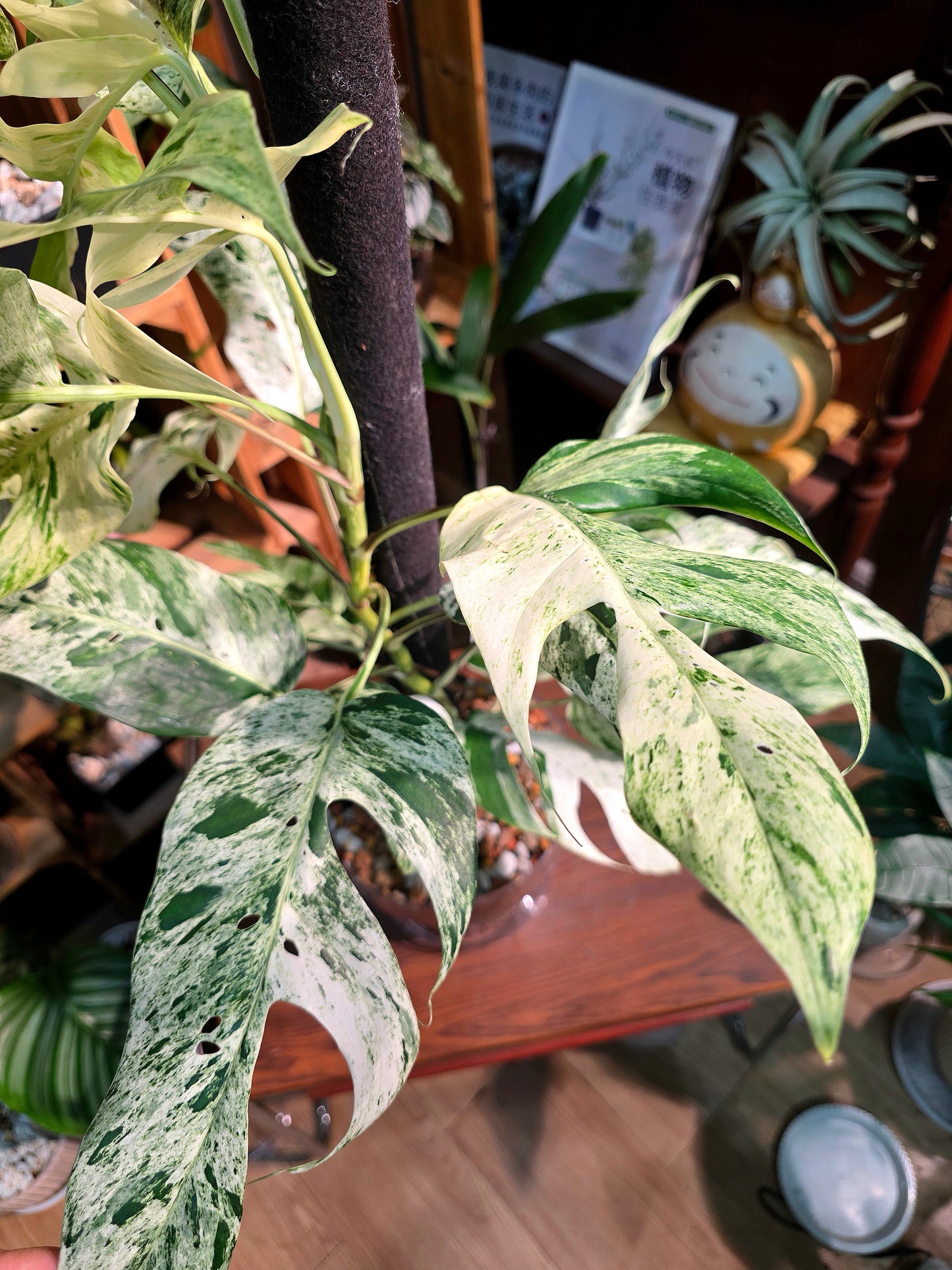Epipremnum pinnatum variegated mint 薄荷麒麟尾