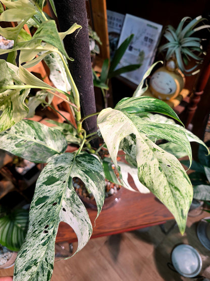 Epipremnum pinnatum variegated mint 薄荷麒麟尾