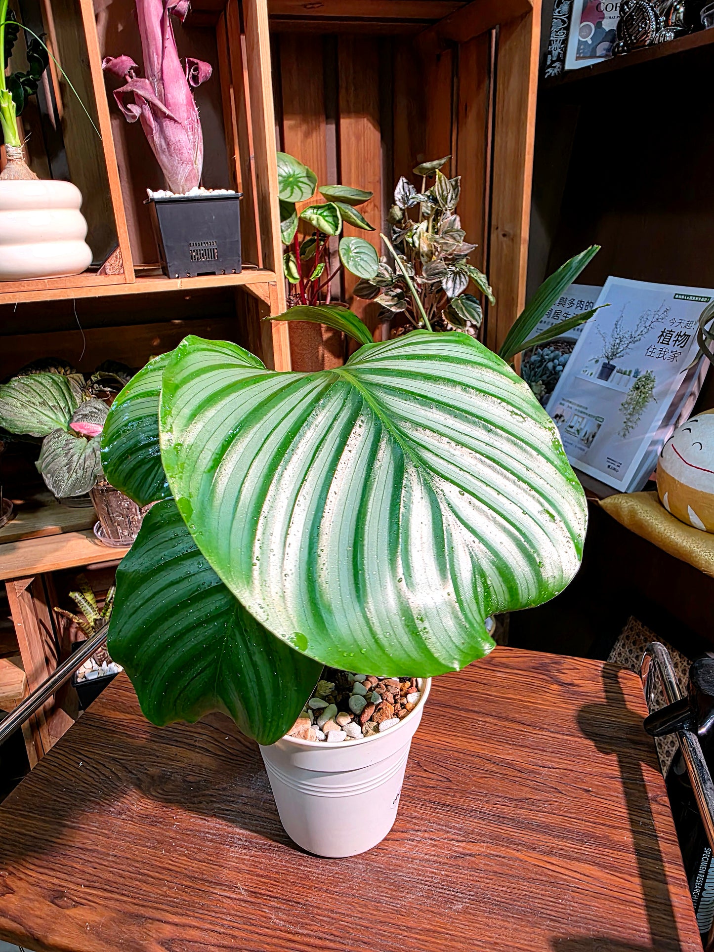 Calathea orbifolia 青蘋果竹芋