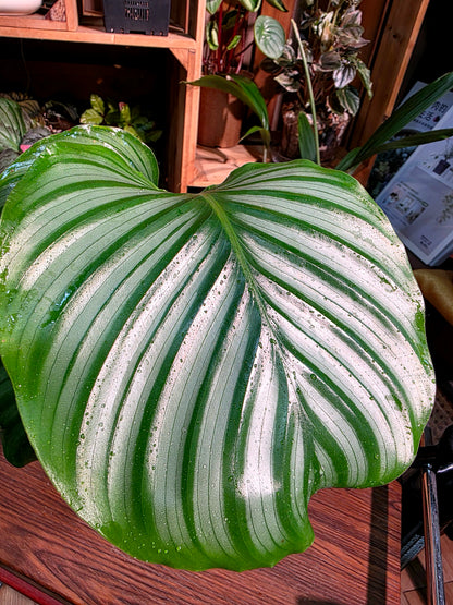 Calathea orbifolia 青蘋果竹芋