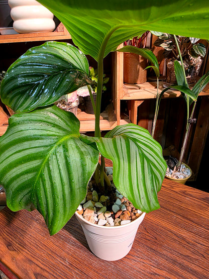 Calathea orbifolia 青蘋果竹芋