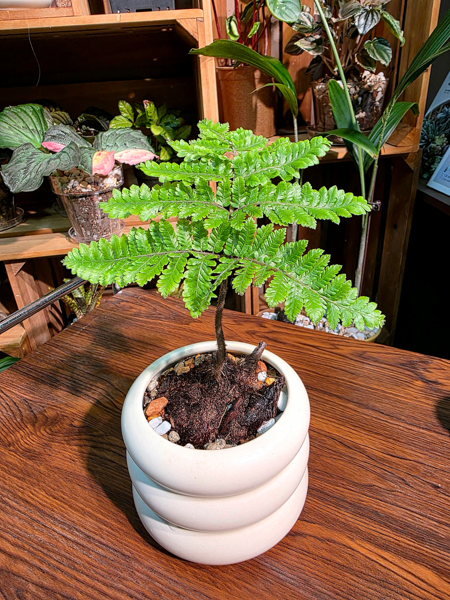 Ctenitis subglandulosa 金毛狗蕨