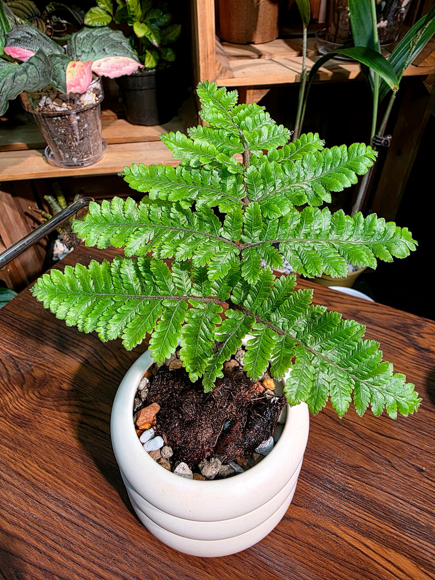 Ctenitis subglandulosa 金毛狗蕨