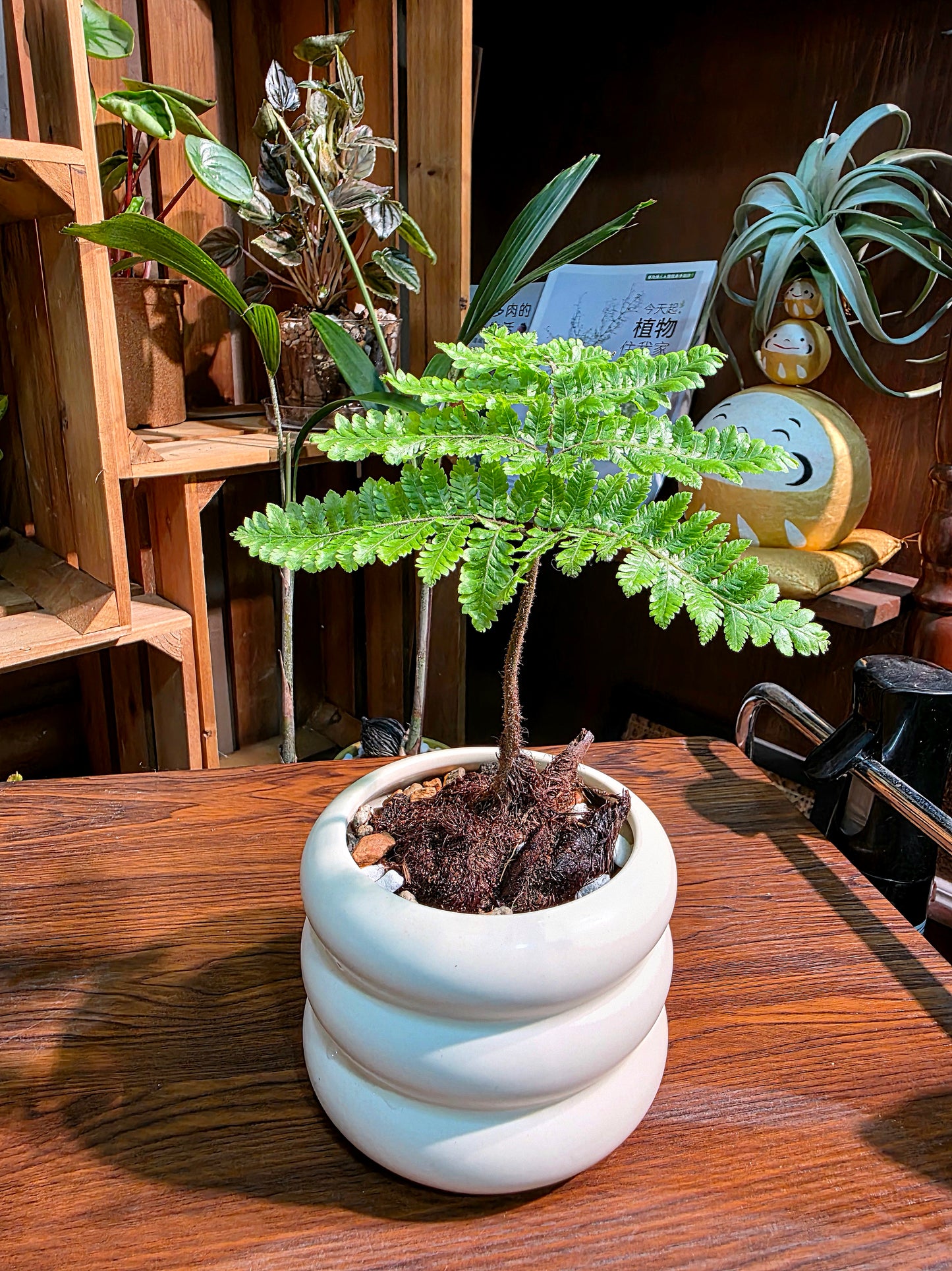 Ctenitis subglandulosa 金毛狗蕨