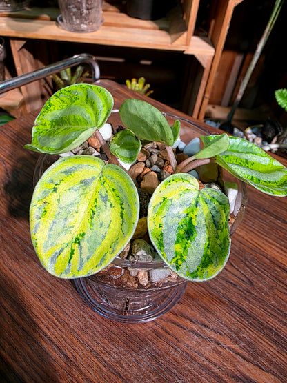 Peperomia sp 螢光西瓜皮椒草