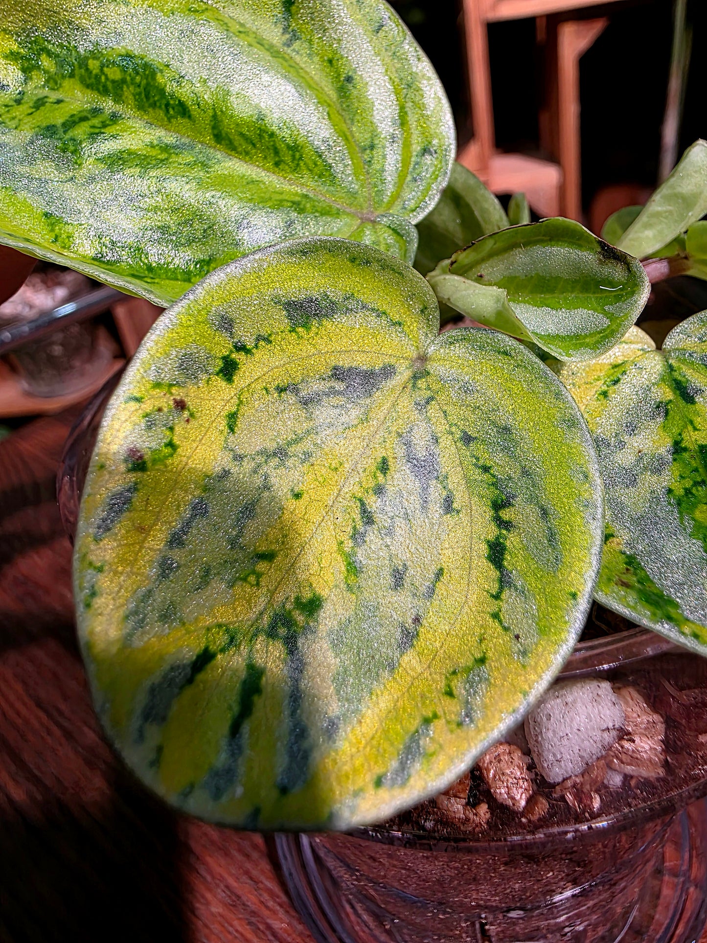 Peperomia sp 螢光西瓜皮椒草