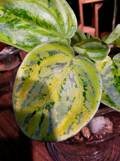 Peperomia sp 螢光西瓜皮椒草