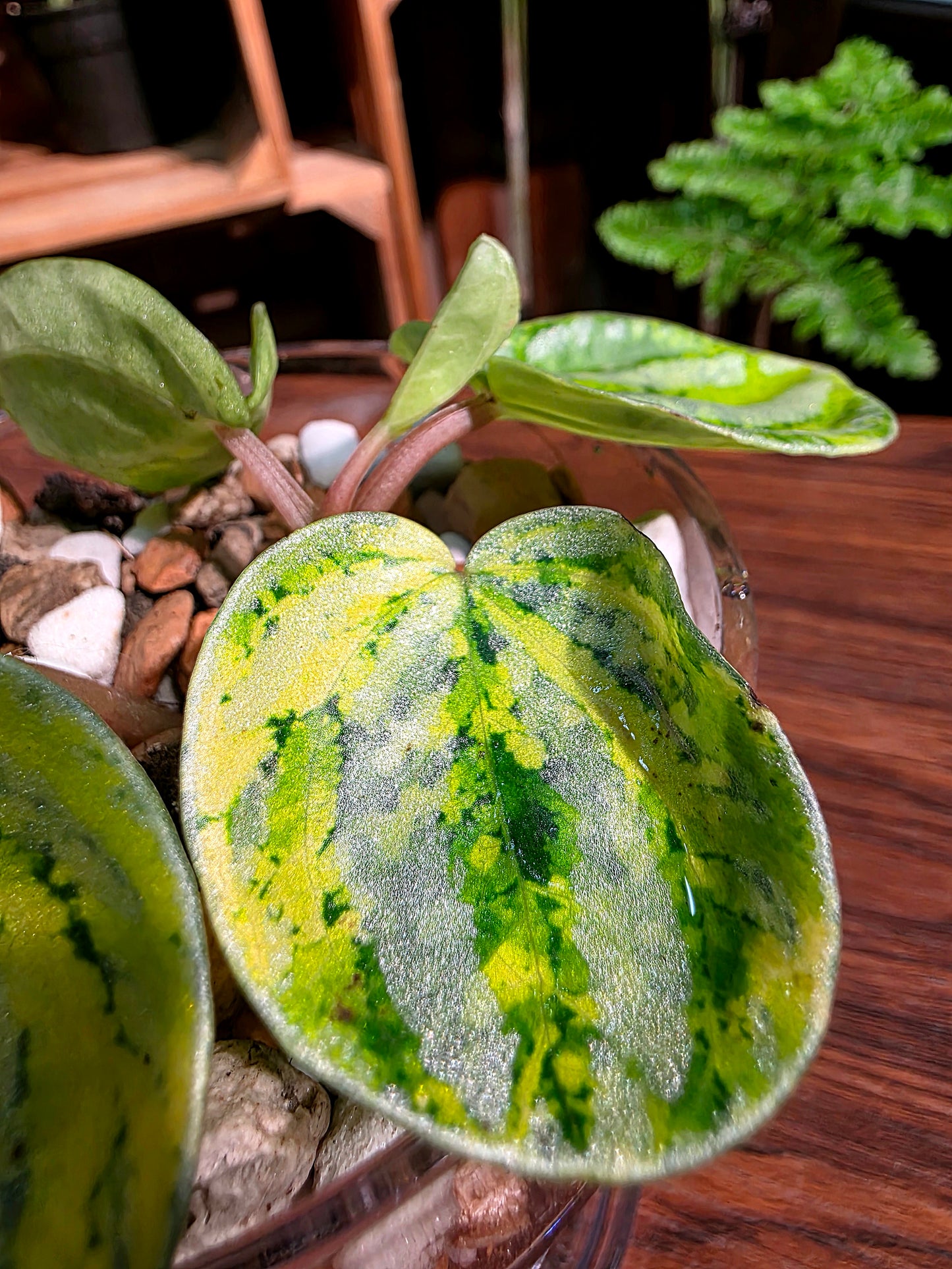 Peperomia sp 螢光西瓜皮椒草