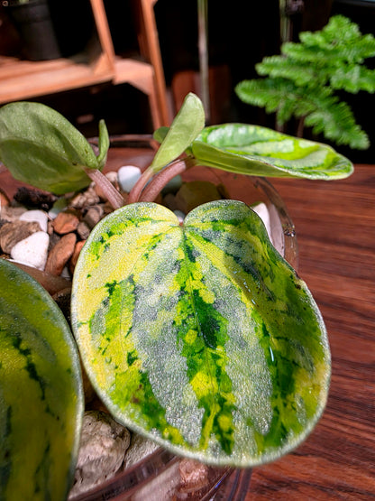Peperomia sp 螢光西瓜皮椒草