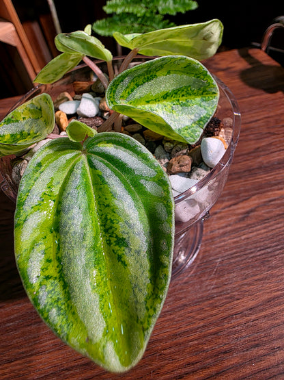 Peperomia sp 螢光西瓜皮椒草