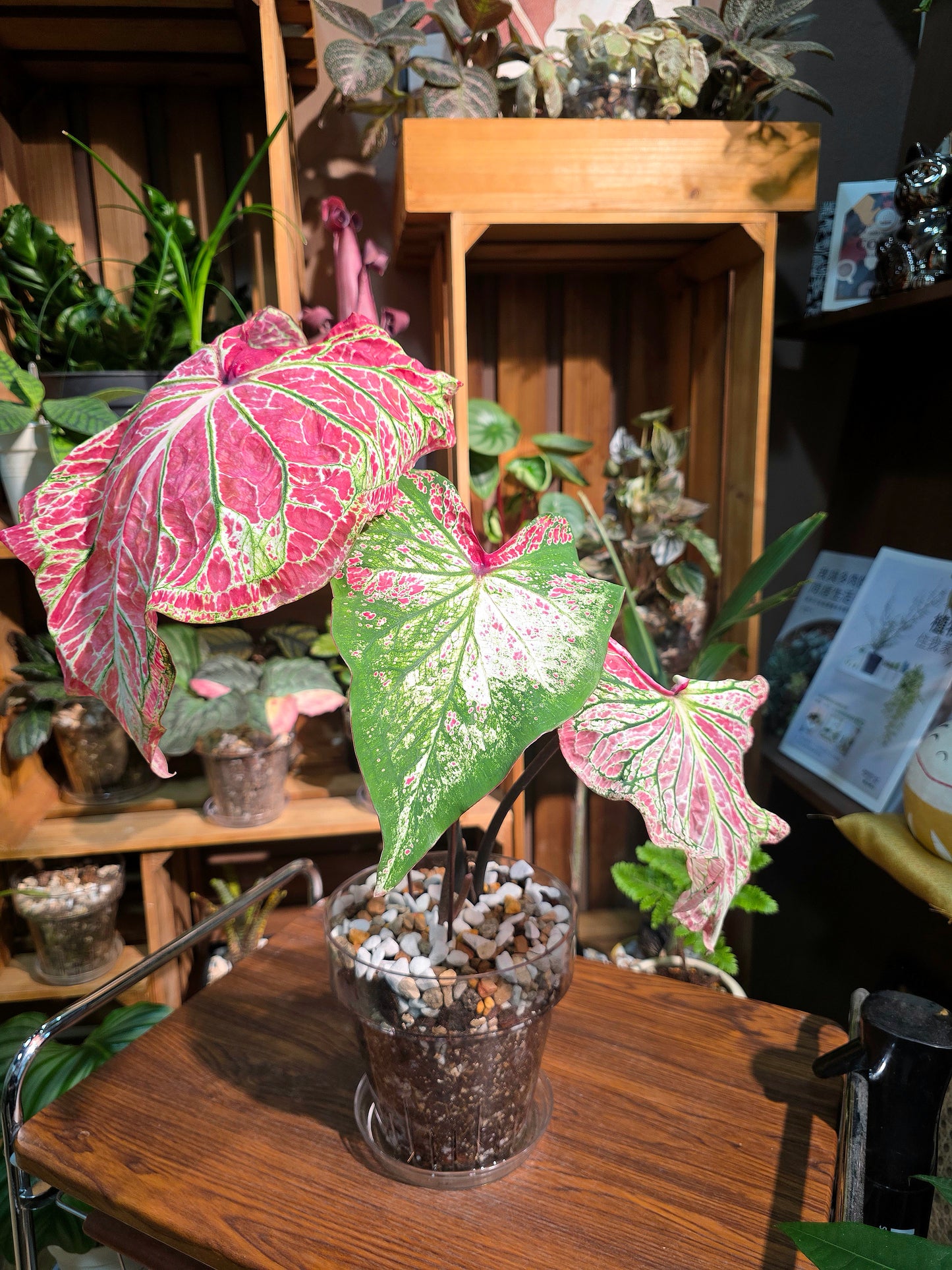 Caladium pepper mint 胡椒薄霧彩葉芋